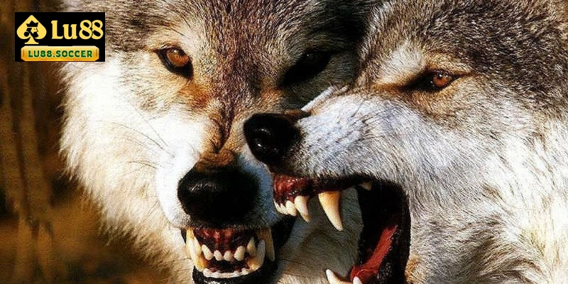 Nằm mơ thấy chó sói đánh con gì?