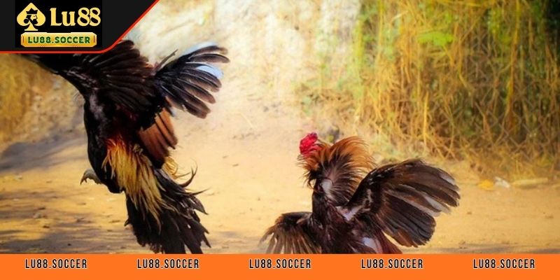 Các loại kèo phổ biến tại đá gà cựa dao LU88