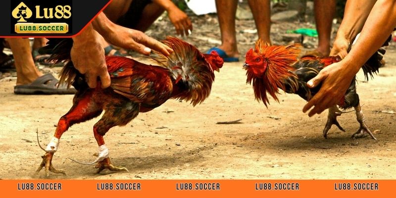 Mẹo chơi đá gà cựa dao đạt hiệu quả cao