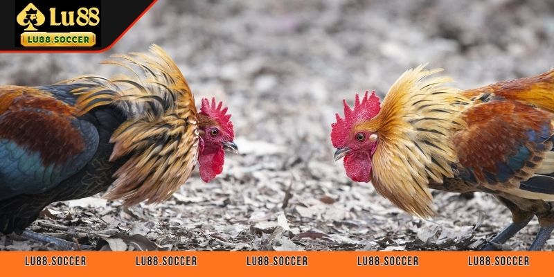 Bí quyết chơi đá gà cửa đảo đạt hiệu quả cao