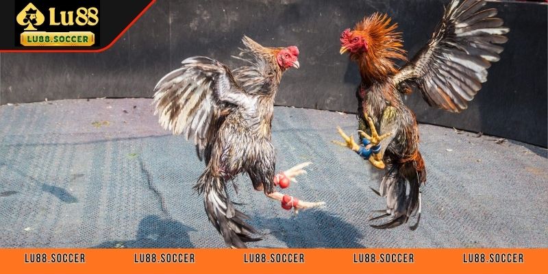Khám phá hình thức đá gà cựa dao tại LU88